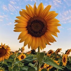 Meet your Posher, Jade